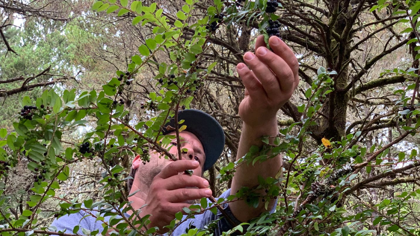 a man picks berries from a bush