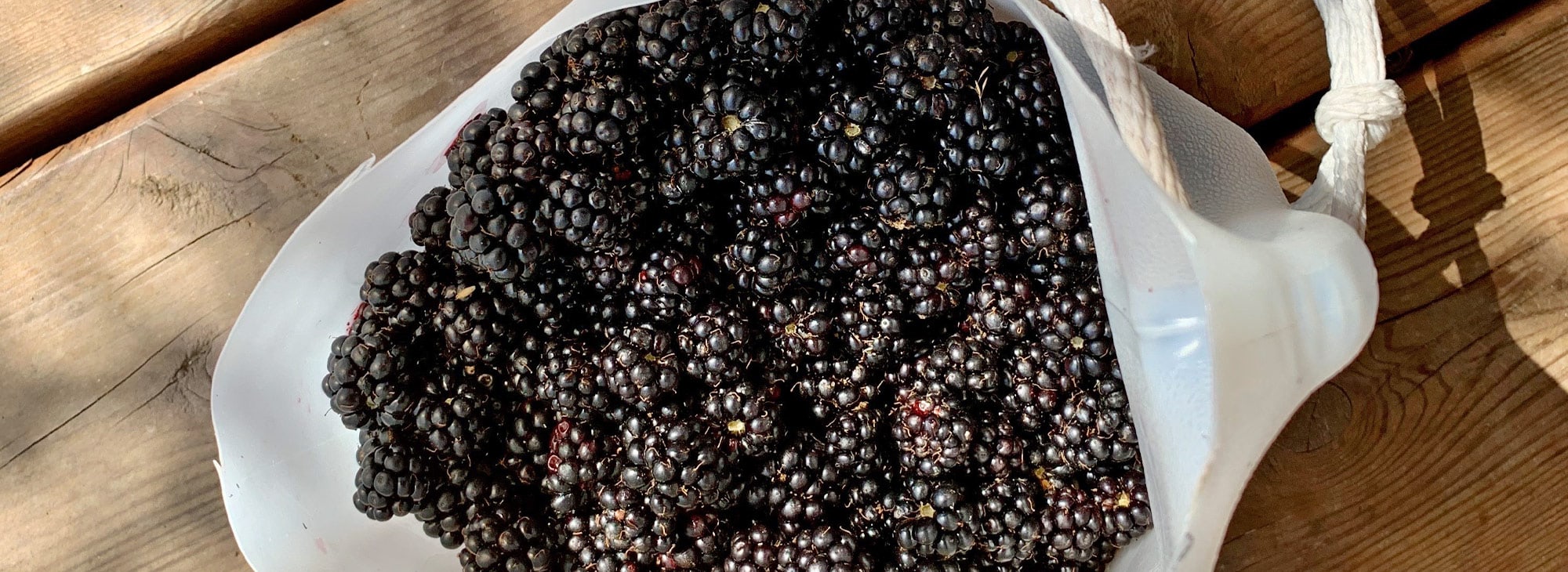 A Quick and Juicy Guide to Berries of the Northwest