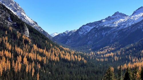 Fall-colored forest at the foot of mountains