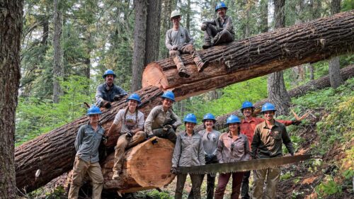 people stand with blue hard hats and long saw next to a large tree trunk