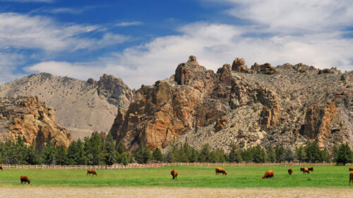 Cows in a field with tall rock walls in the distance