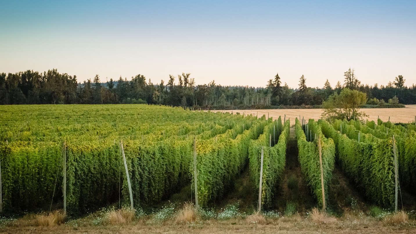 Rows of hop plants.