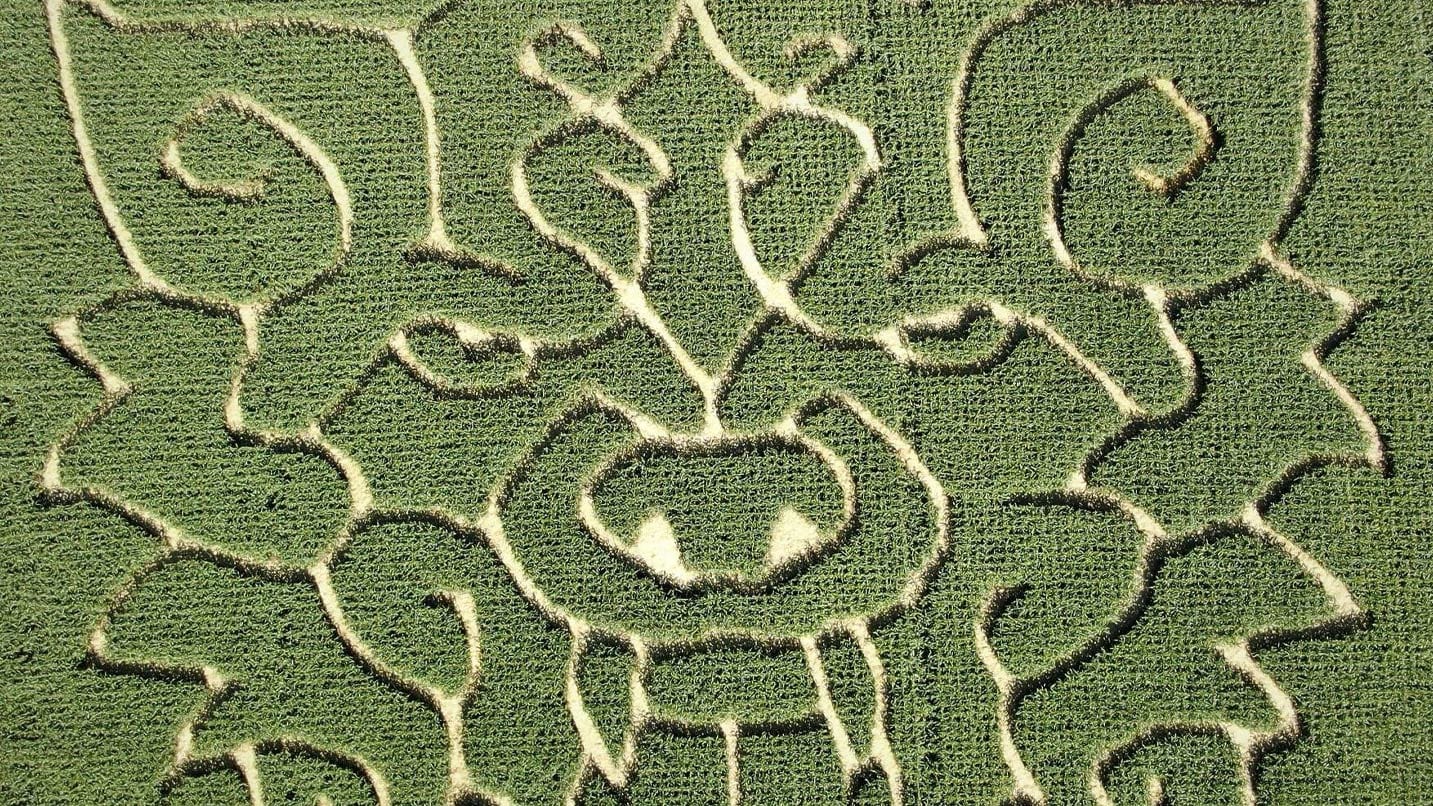 Aerial view of cornstalks in the pattern of a wolf's face.