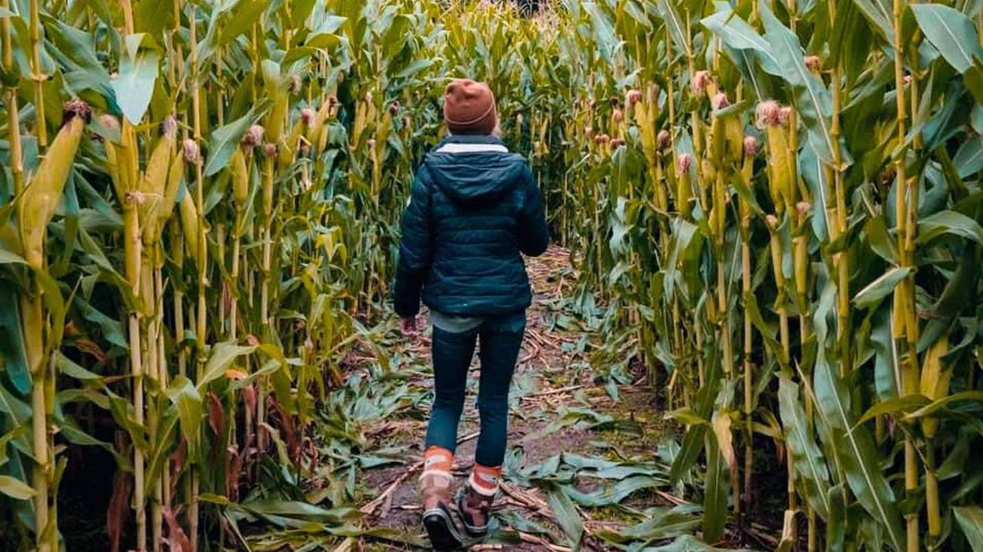 Person walking through a path in a corn maze.