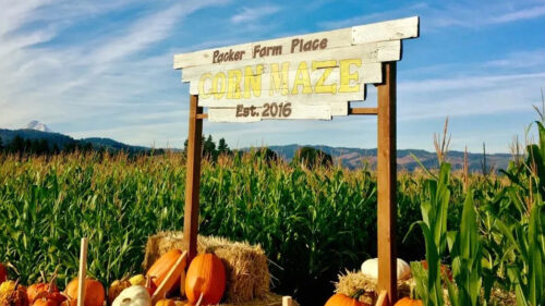 Corn maze entrance sign reads Packer Farm Place corn maze.