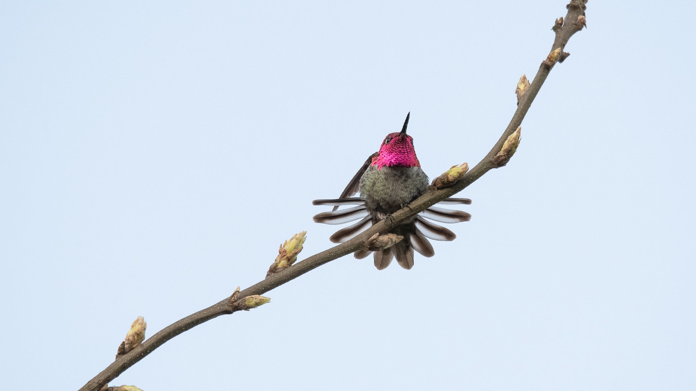 A bird sits on a branch