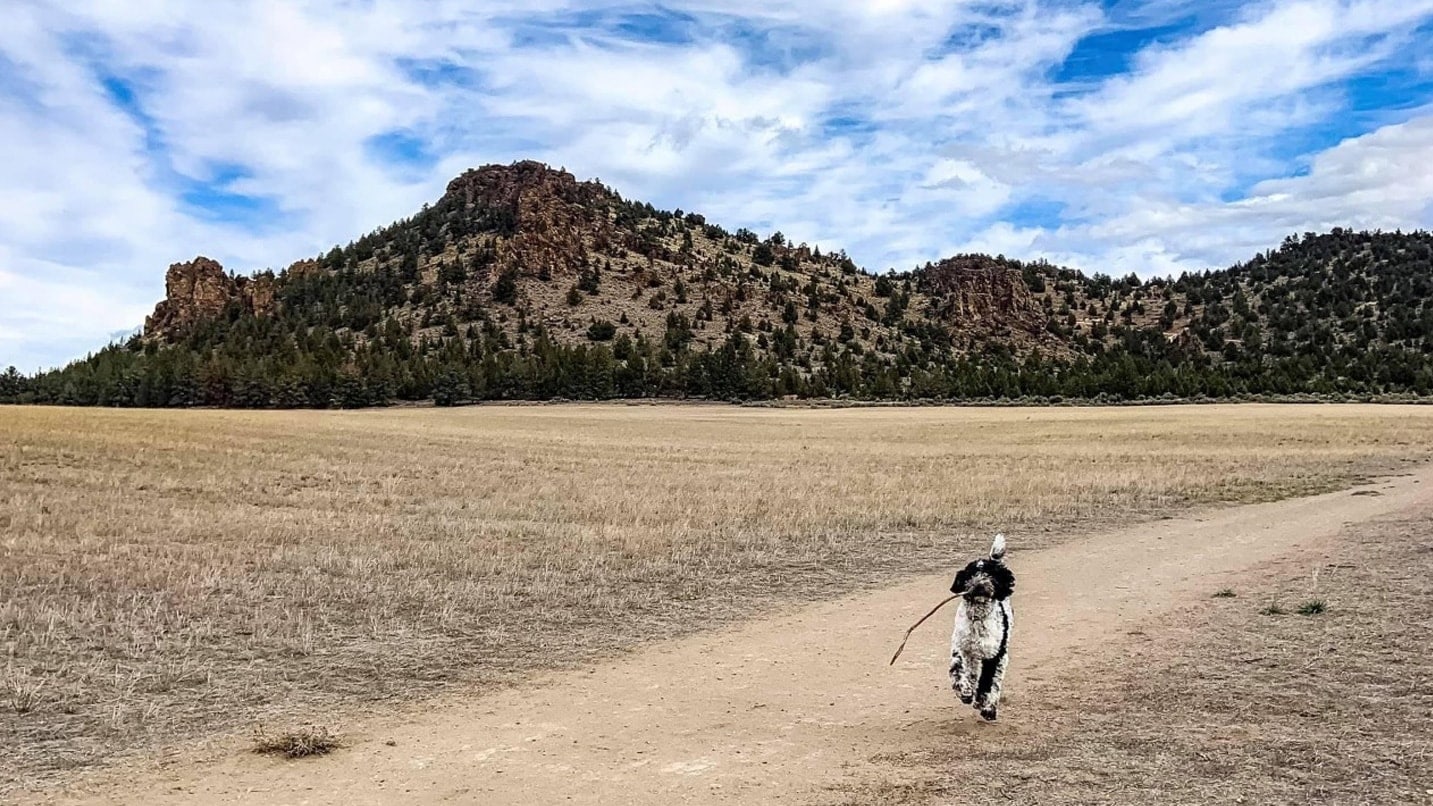 A dog carrying a stick on a flat trail. In the distance, Bessie Butte can be seen.