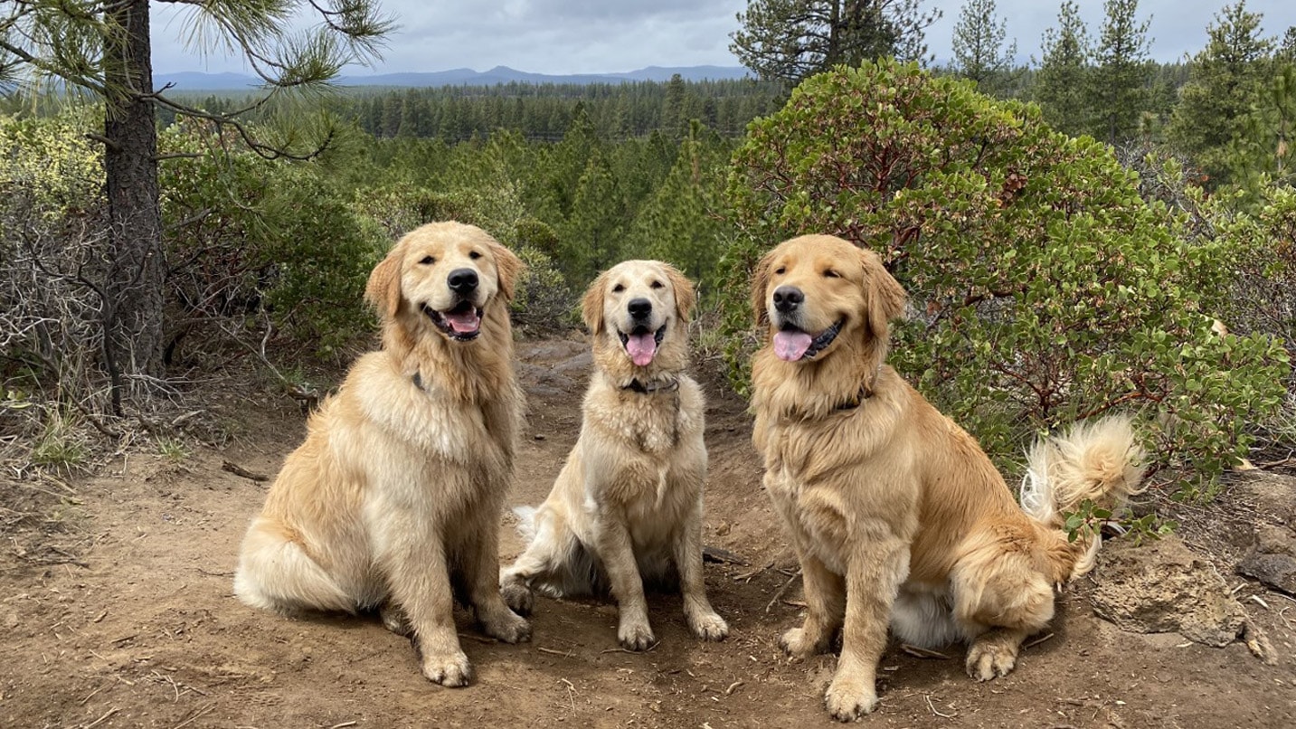 Three golden retrievers sitting for a photo.