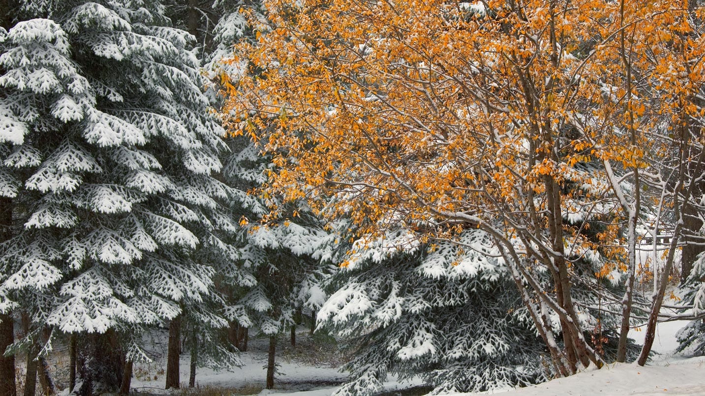 Snow-topped pines and a bright orange-leaved tree.