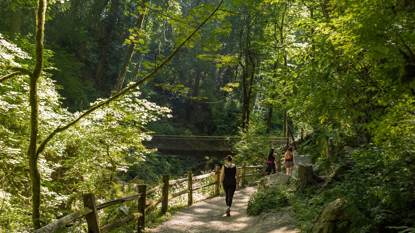People walking along a forested trail on a sunny day.