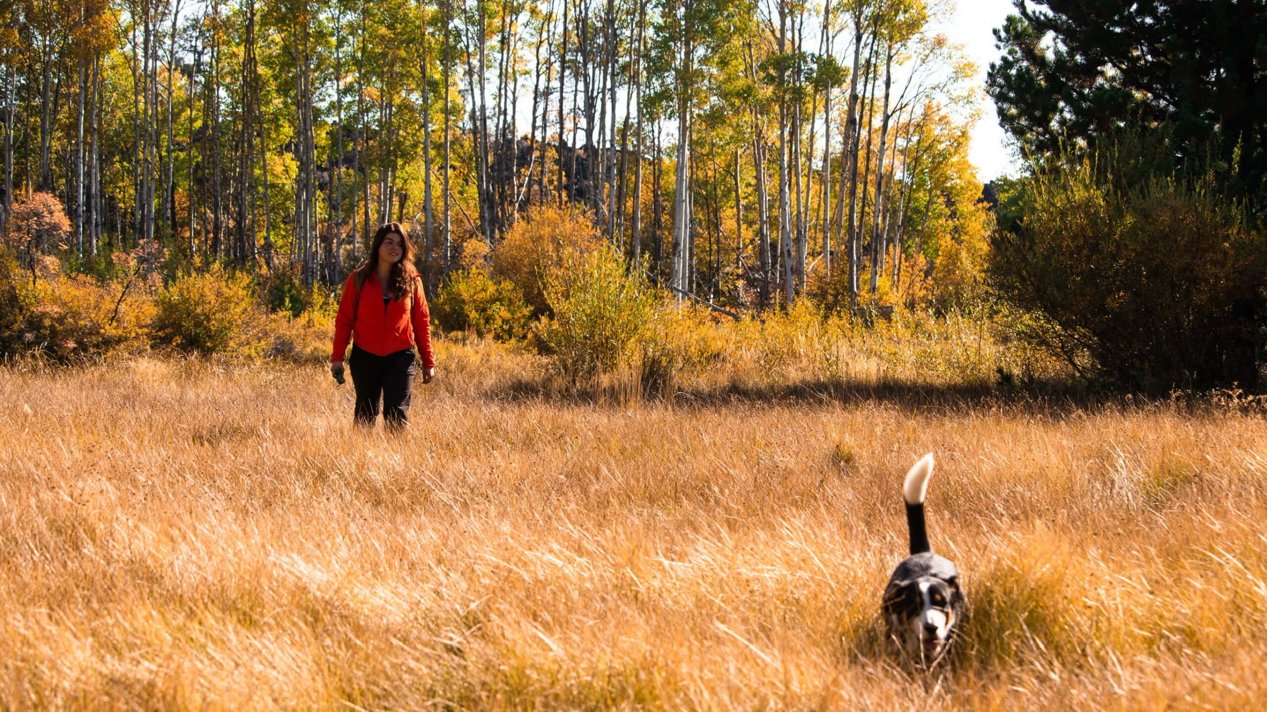 A woman and her dog walk in a field of tall golden grass.