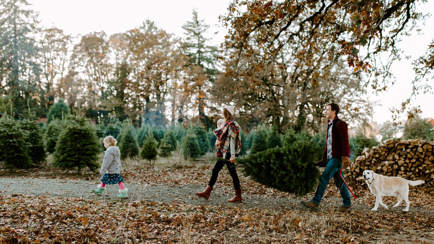 A child, an adult carrying a baby, a man and a golden retriever walk in a line outdoors along a path of fallen leaves.. The man and woman carry a small pine tree.