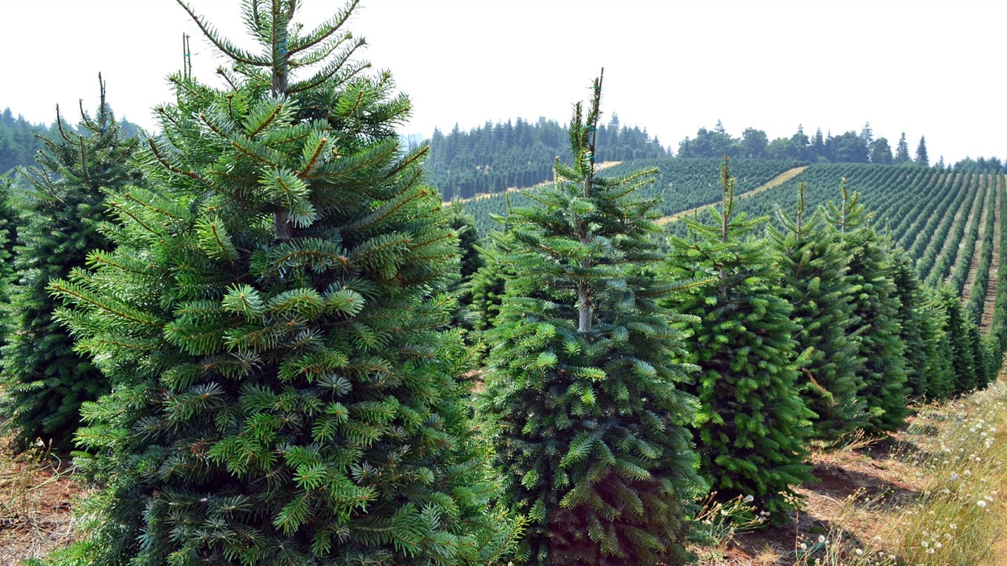 Pine trees planted in several rows.