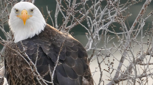 A bald eagle looks at the camera