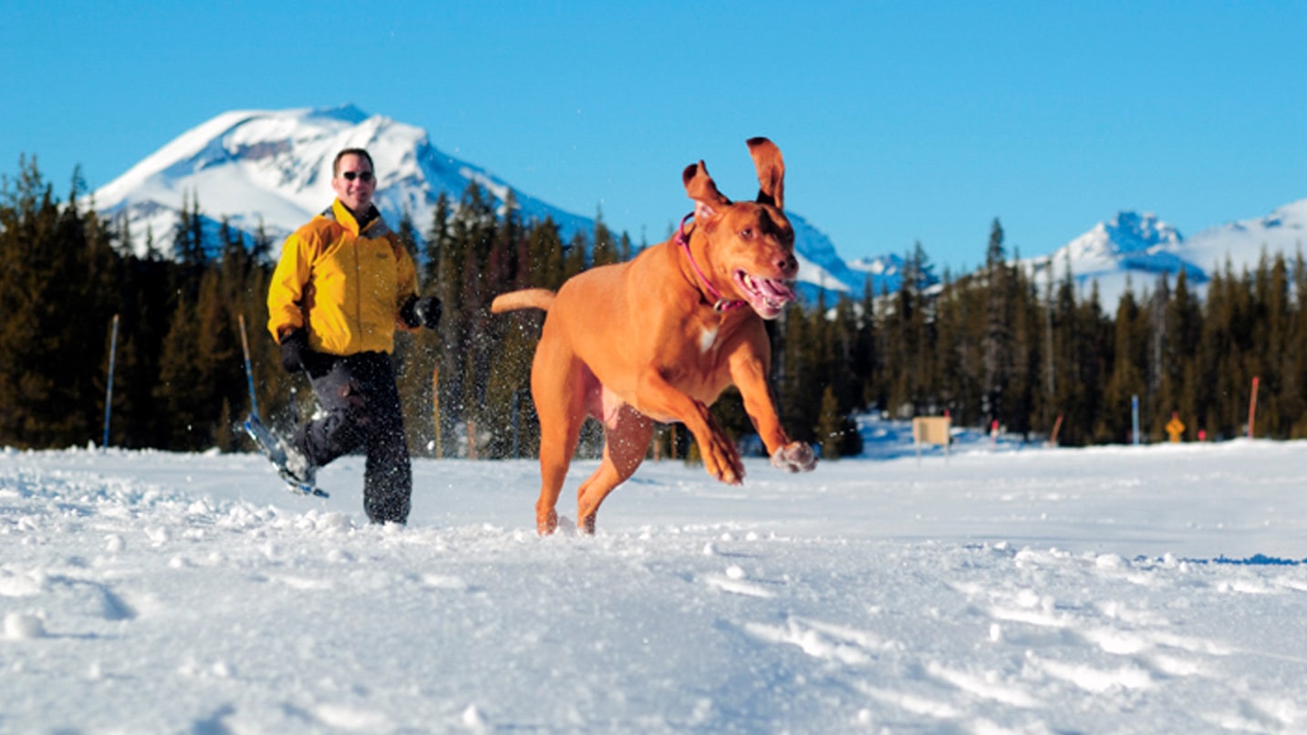 A dog jumps happily in the snow. Behind, a man in a yellow coat watches the dog. The scene is covered in snow and a tall mountain is in the background.