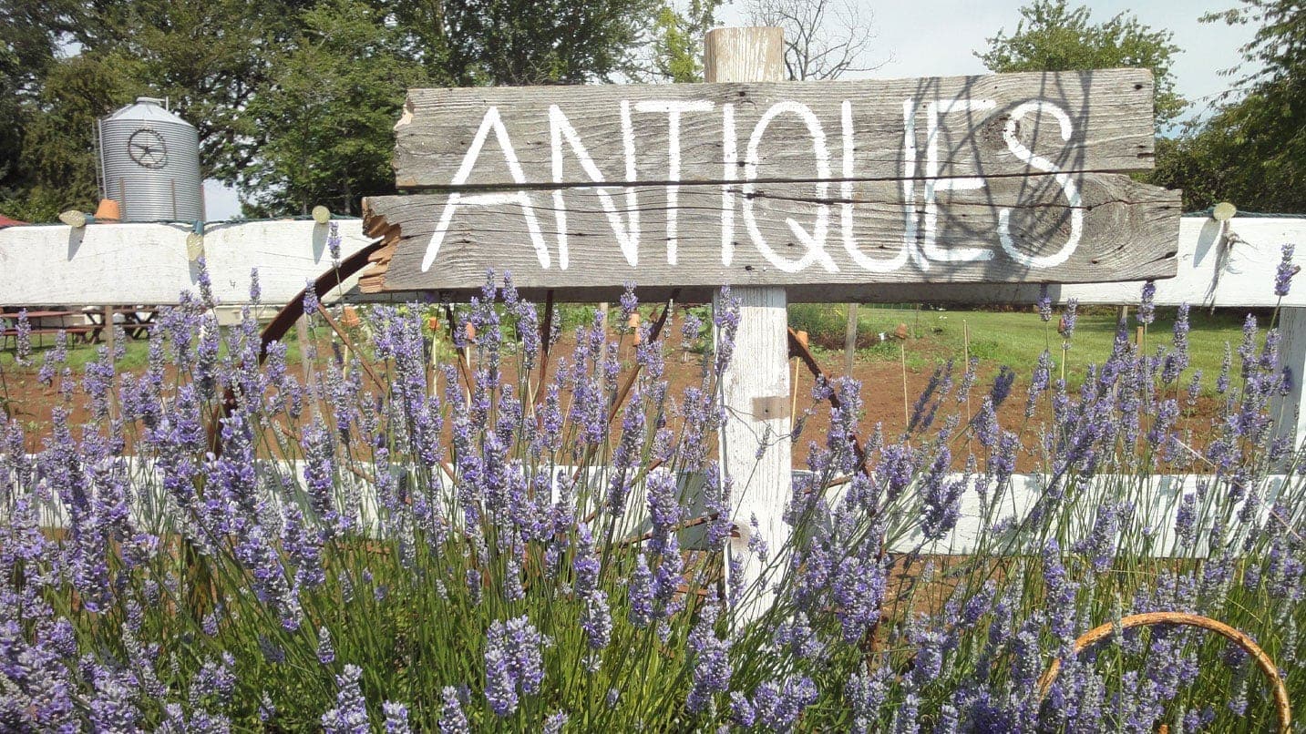 A rustic wooden sign that reads antiques. Lavender flowers grow around the sign in front of a white fence on a farm.