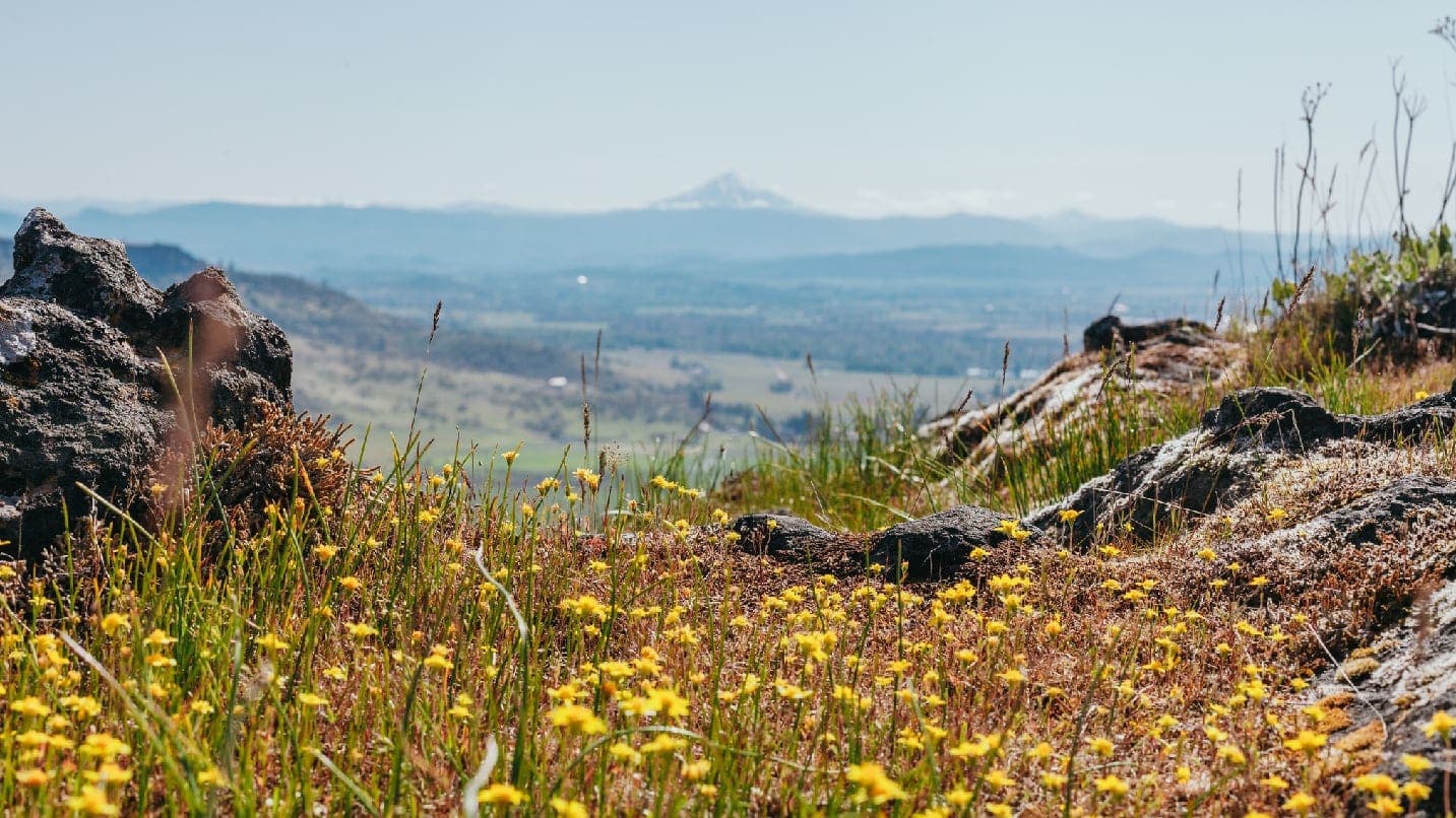 View of yellow wildflowers from the Table Rocks.