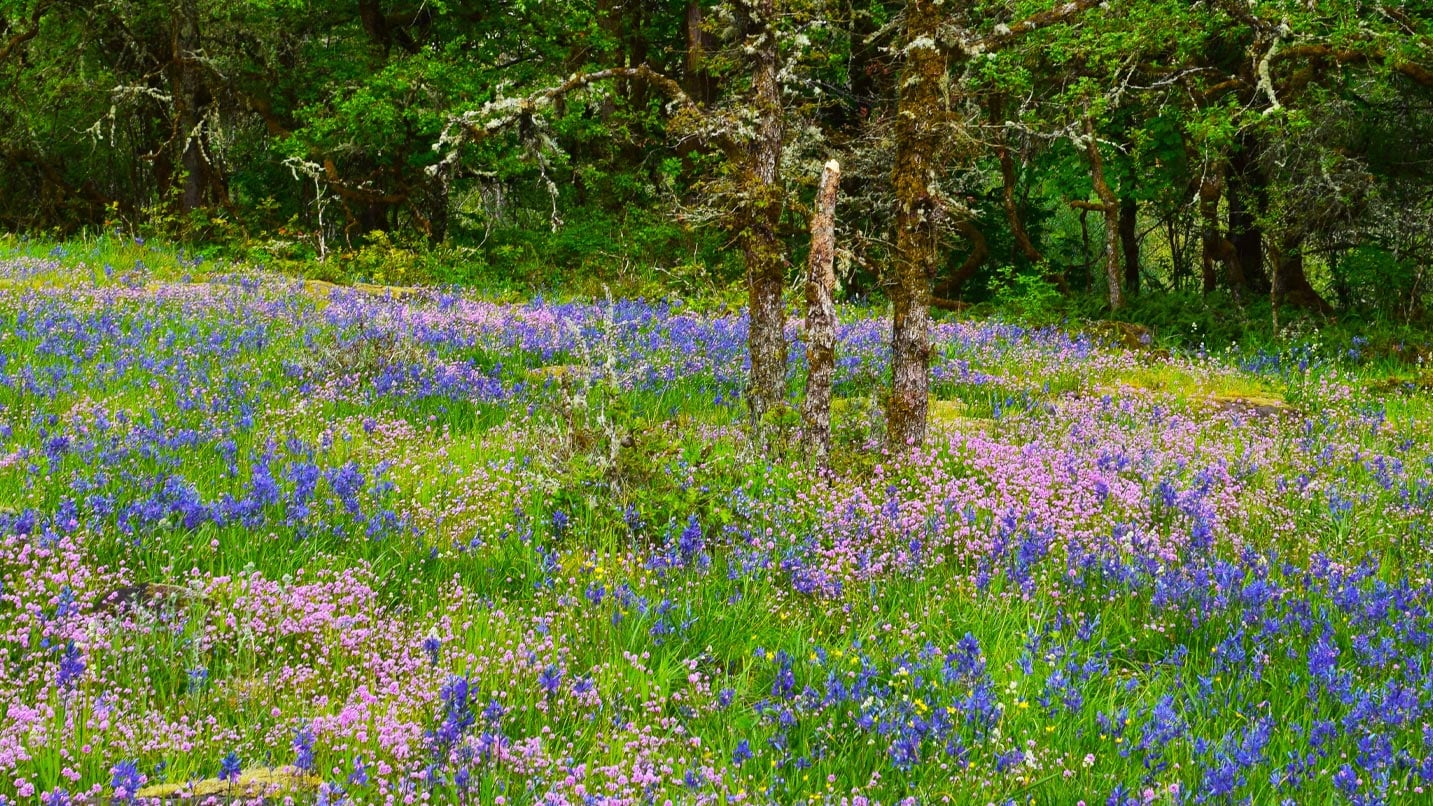 A field of camassia blue and pink flowers.