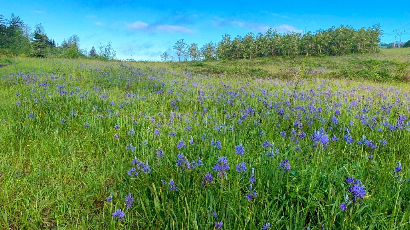 Field of blue wildflowers