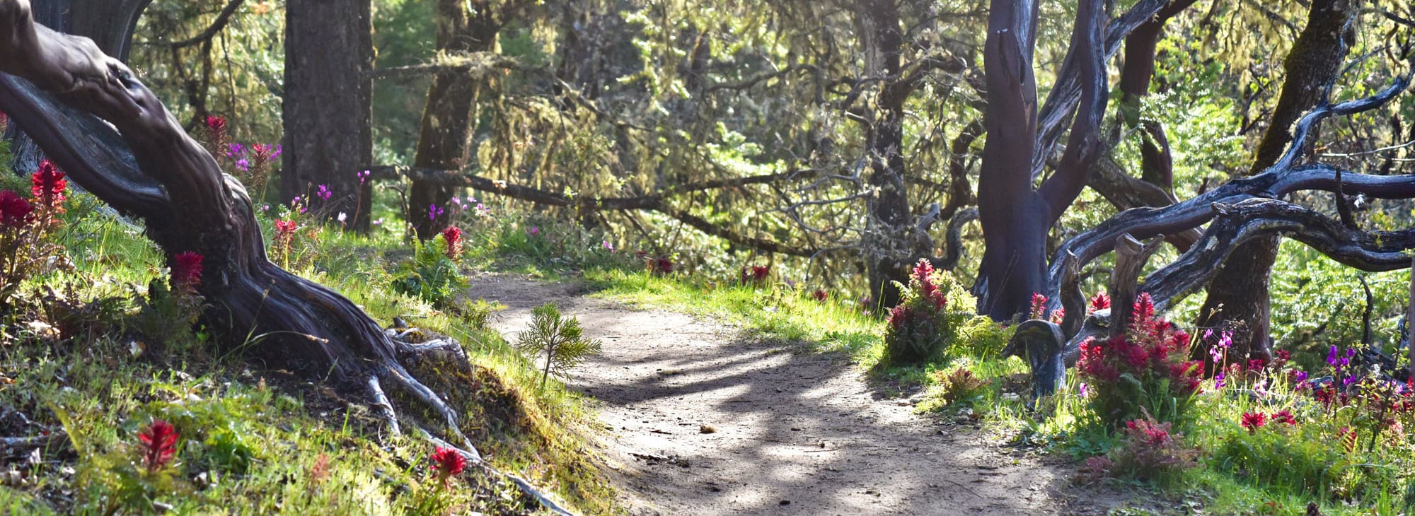 Wildflowers and Wine Adventures in Grants Pass Travel Oregon