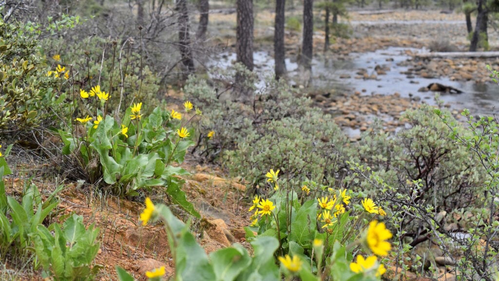 Wildflowers and Wine Adventures in Grants Pass Travel Oregon