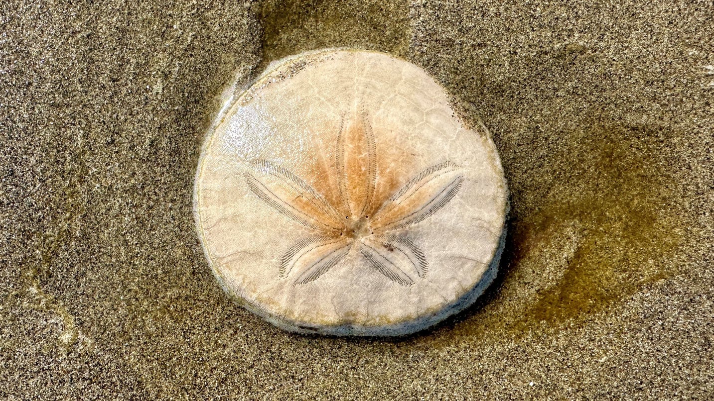 How to Find Whole Sand Dollars in Seaside - Travel Oregon