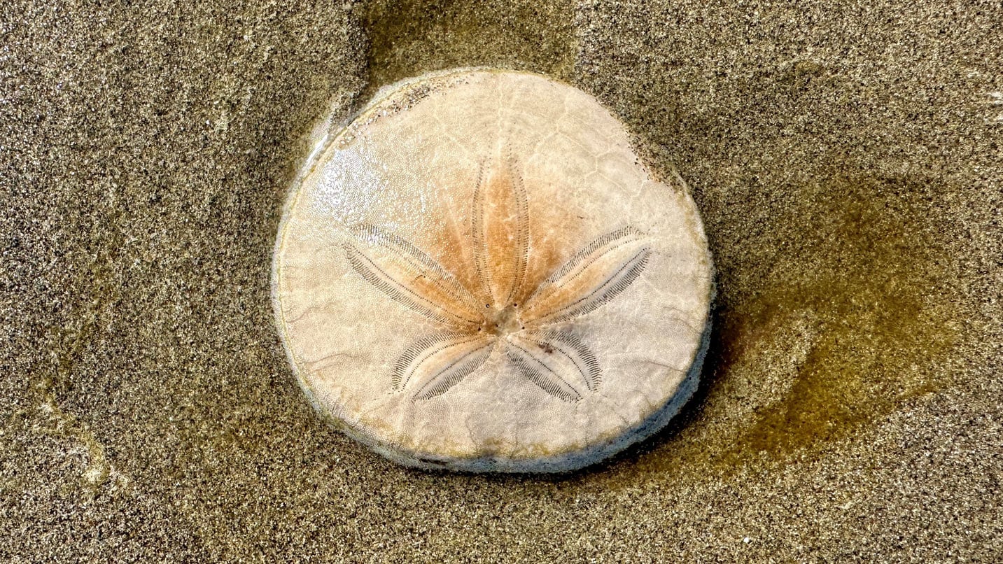 Sand Dollar