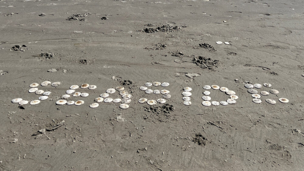 How to Find Whole Sand Dollars in Seaside Travel Oregon