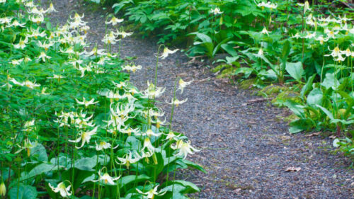 Fawn lilies (Photo by LauraW / Alamy Stock Photo)