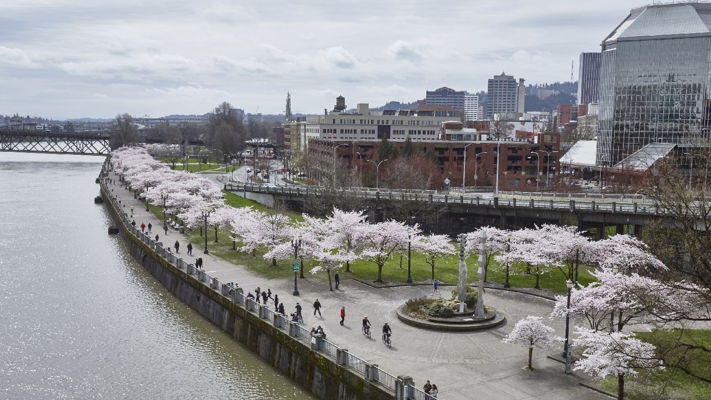 View of Tom McCall Waterfront Park during cherry blossom season in Portland.