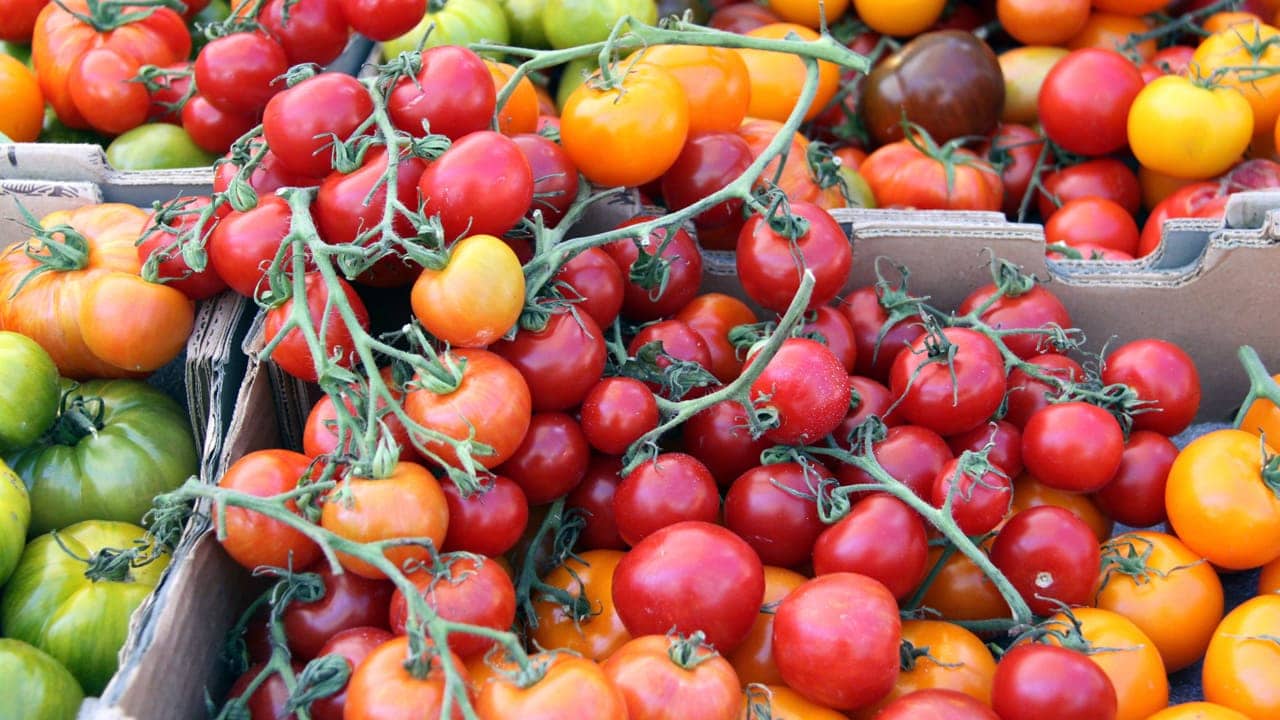 Closeup of boxes of vine-grown tomatoes in various stages of ripeness, from green to orange to red.