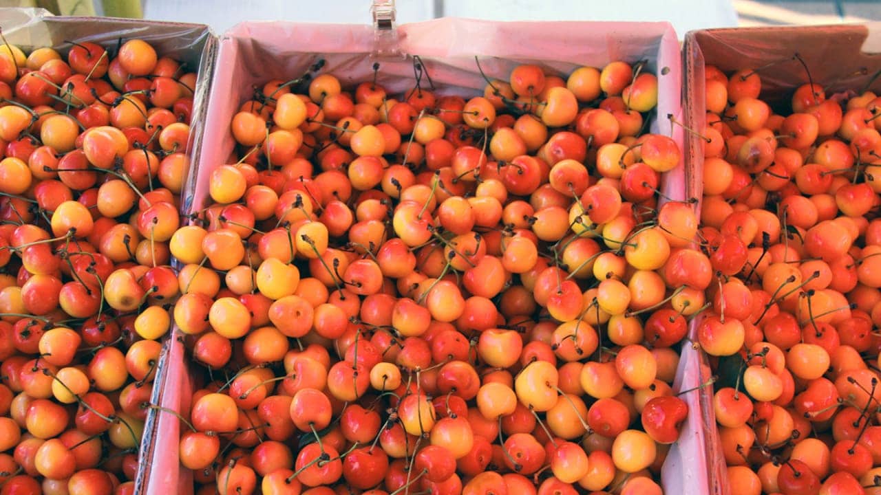Orange and yellow cherry varieties on display at a market.