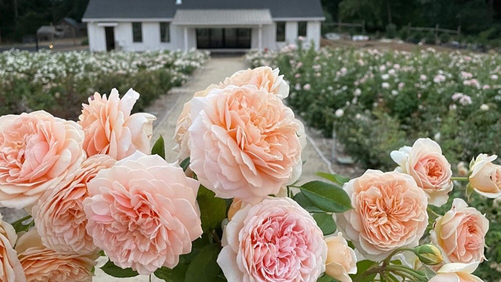 Guide to Flower Farms in Oregon Travel Oregon