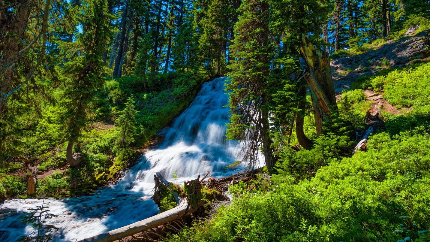 A rushing waterfall among lush greenery and pines.