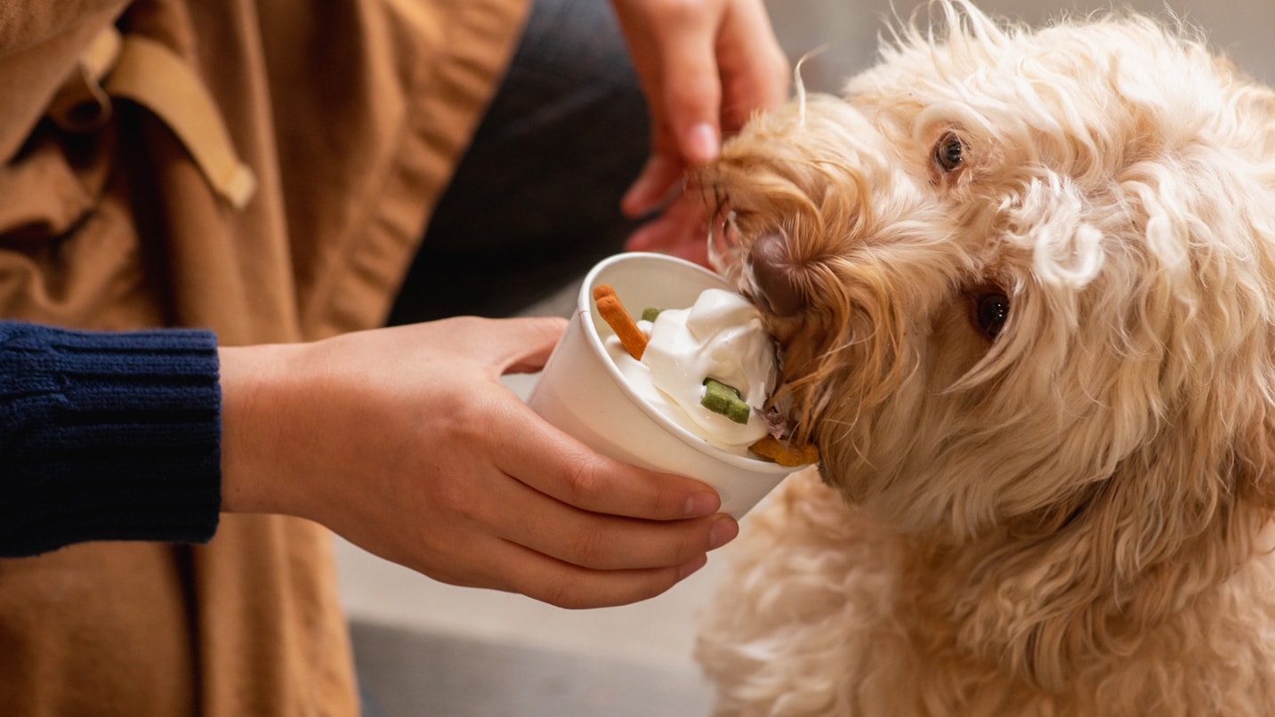 A beautiful golden doodle licking a cup of cream with dog treats.