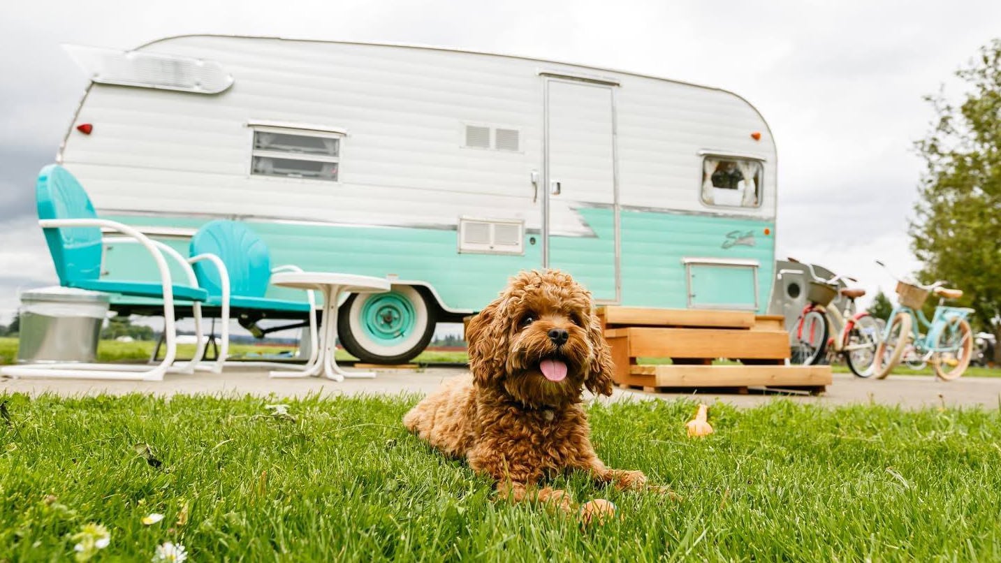 A good dog laying on a grassy ground near a vintage trailer.
