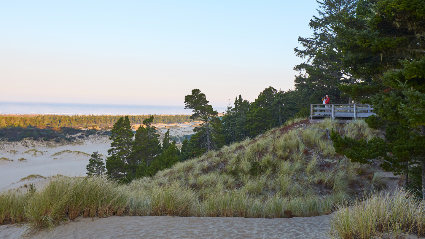 Overlook on a bluff next to trees and a bay