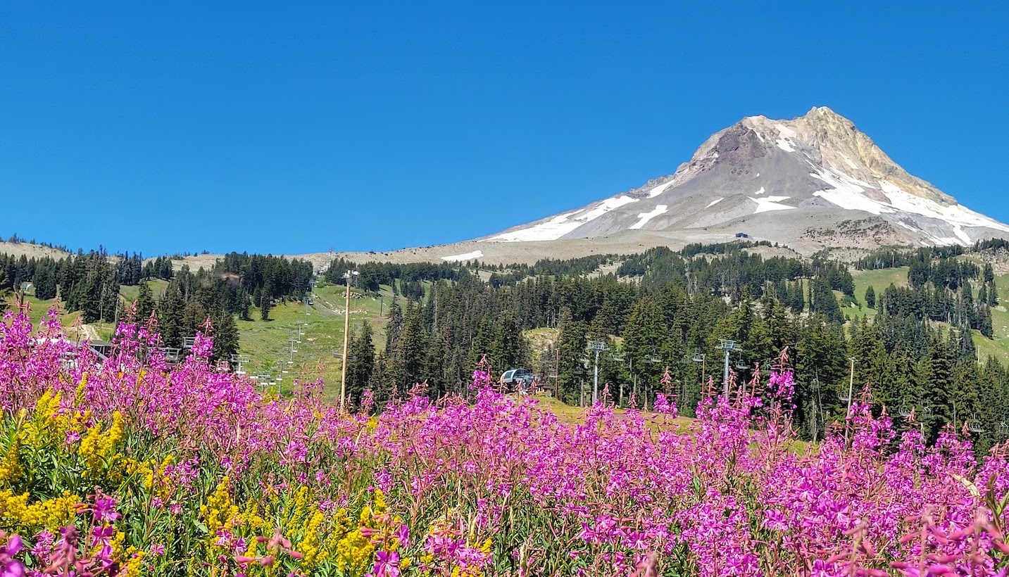 Wildflowers in the foreground with Mt. Hood in the background.