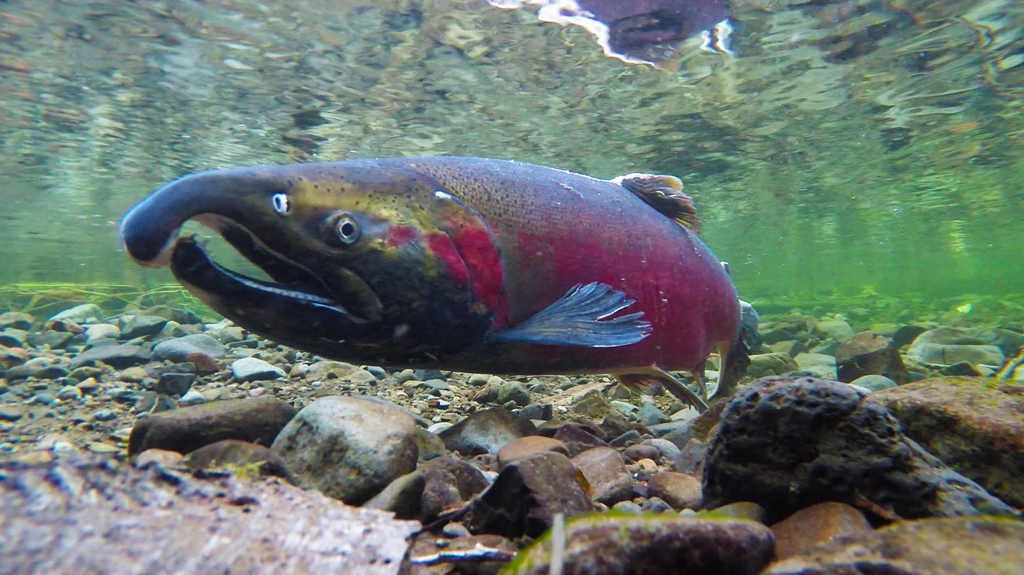 Close up of a salmon in under shallow water.