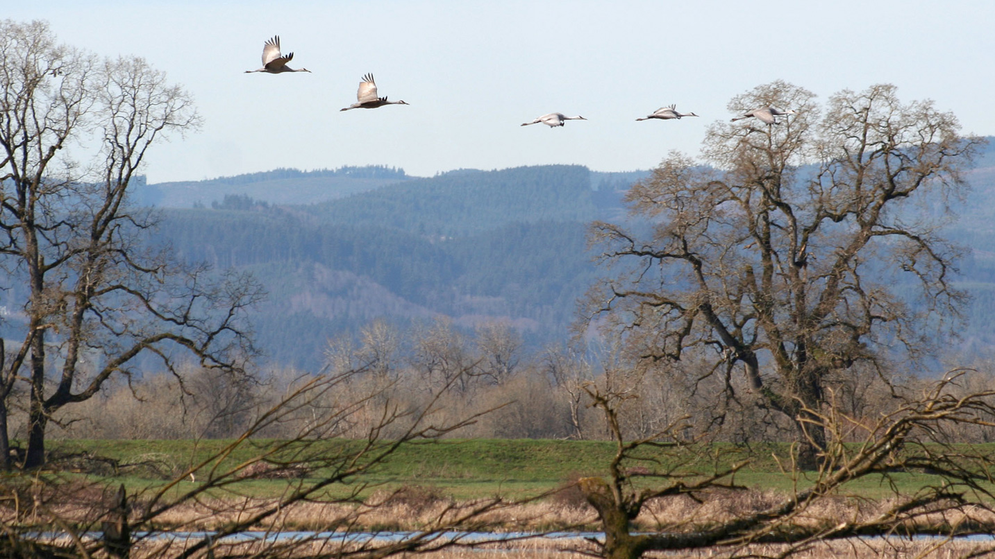 Sandhill cranes flying in nature.