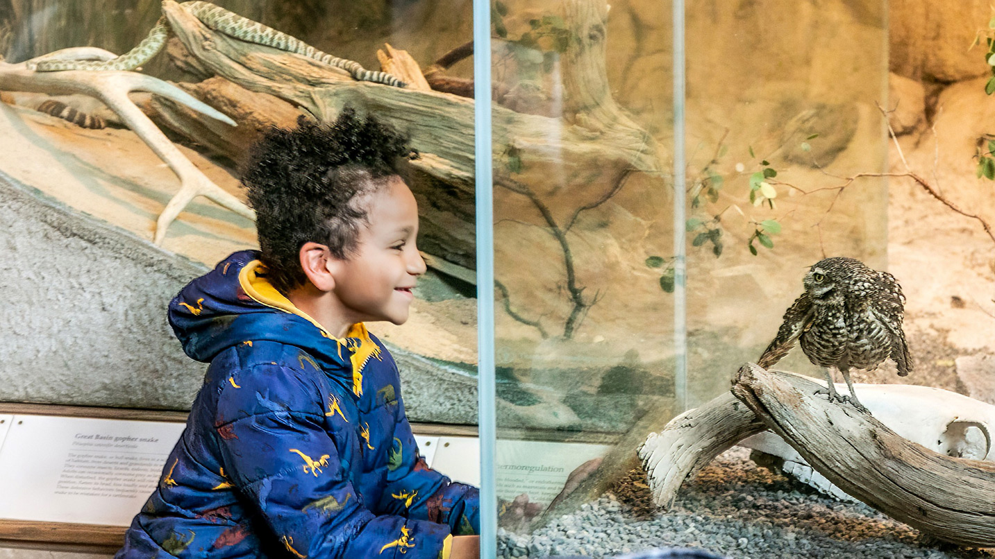 A young boy smiles at an exhibit of an owl perched on a log.