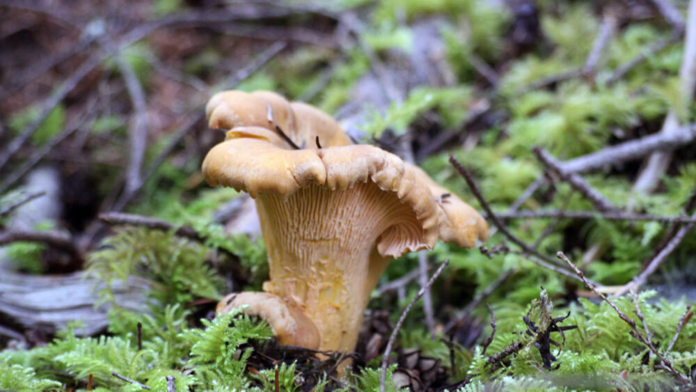 Meet the Oregon State Mushroom Travel Oregon