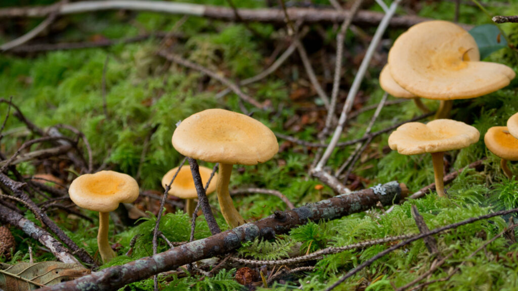 Meet the Oregon State Mushroom Travel Oregon