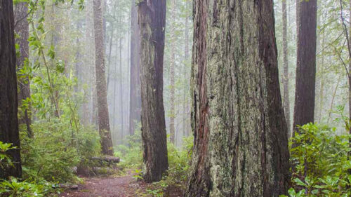 Moody, foggy picture of Redwood trees near Brookings, Oregon.