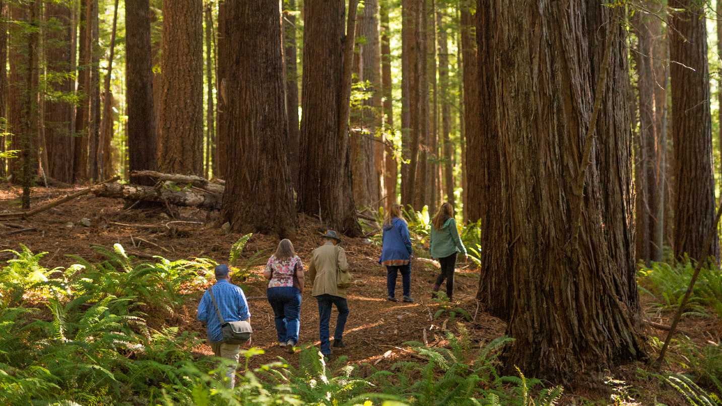 A group hiking among giant redwoods.