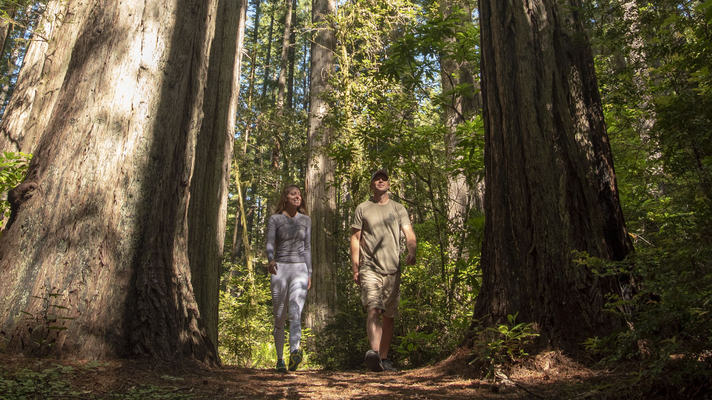 Two people stroll on a trail surrounded by tall redwoods.