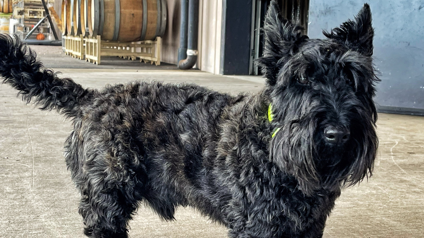 black dog in winery