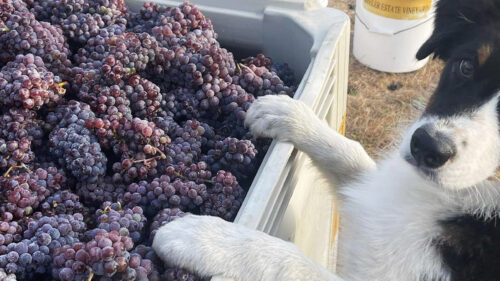 Dog stands with paws on bucket of grapes