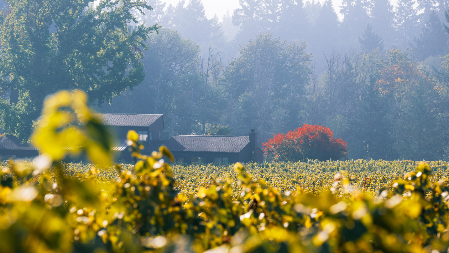 Cabins amid misty forest and vineyard in the foreground