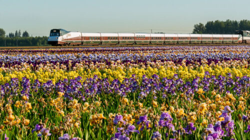 A train passes by a field full of blooming yellow and purple iris flowers.